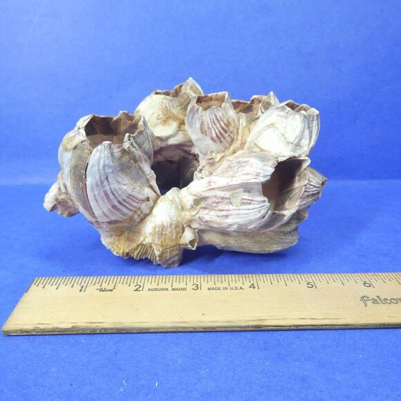 Barnacle Cluster 5" Long 178g Natural Specimen - Picture 6 of 11
